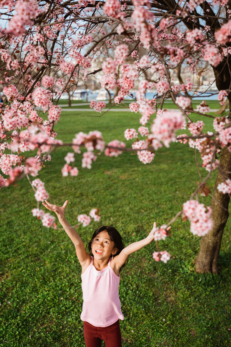 Kid Trying to Take the Beautiful Pink Sakura Flower